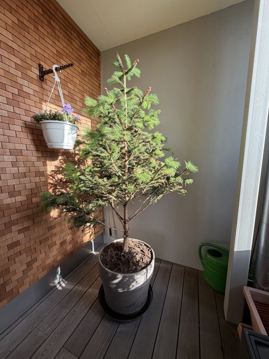 Pflanzen & Samen: Tannenbaum 🌲  – Gebraucht aus Altendorf von Angie__Z 2