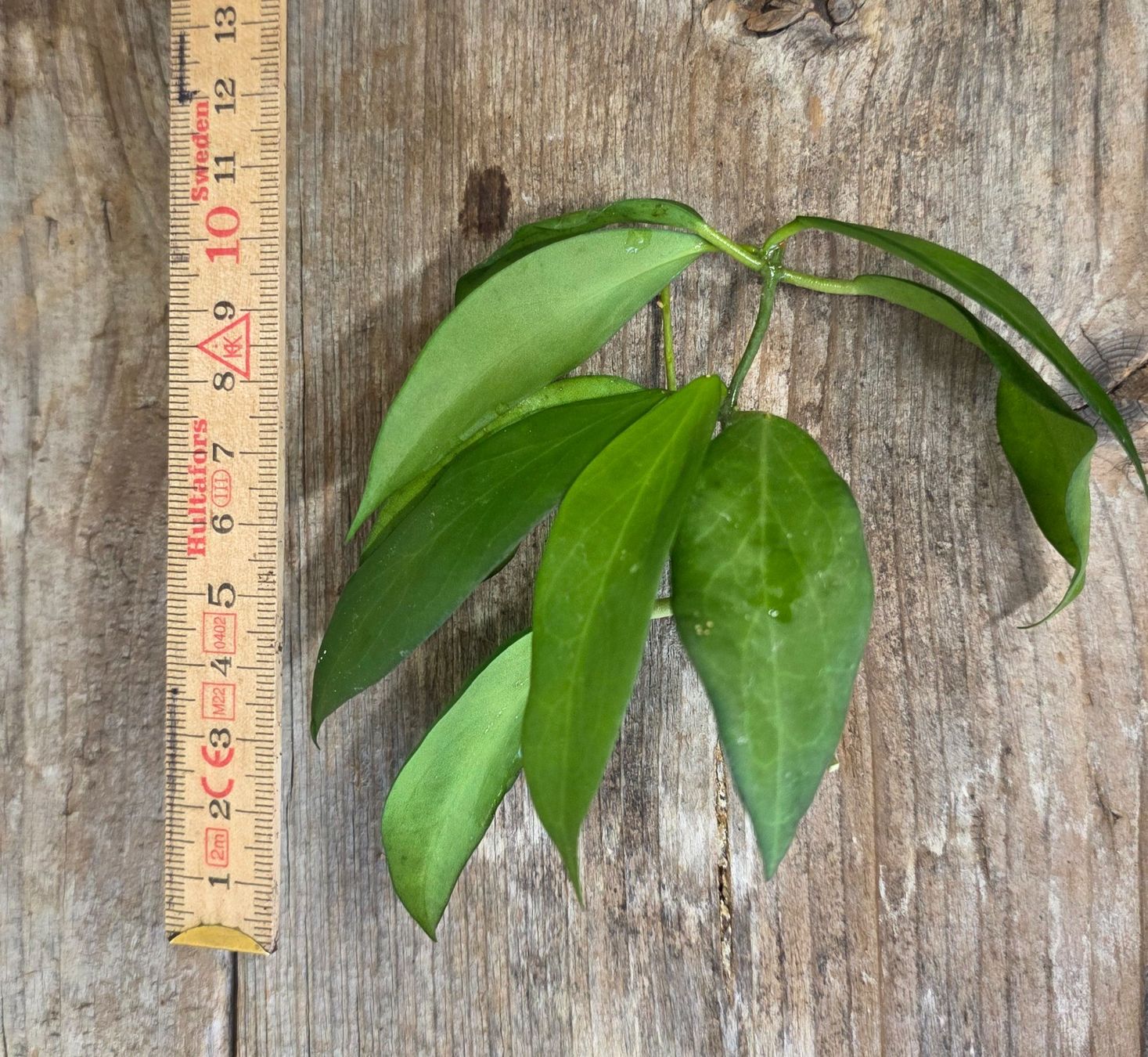 Plantes & graines: Hoya cutis-porcelana Steckling – D'occasion à St.Erhard par Plumilandschweiz 2