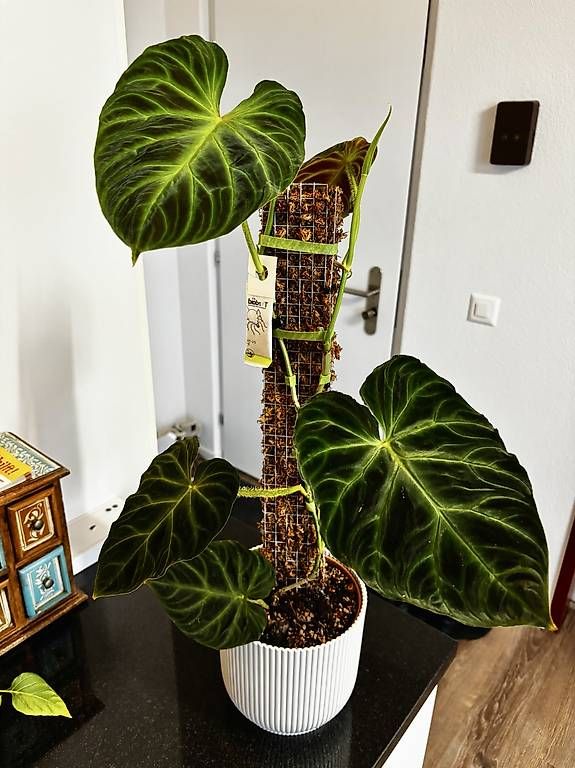 Piante & sementi: Philodendron Verrucosum 'Panther' – Usato da Oberbuchsiten venduto da Muskatellerchen 2