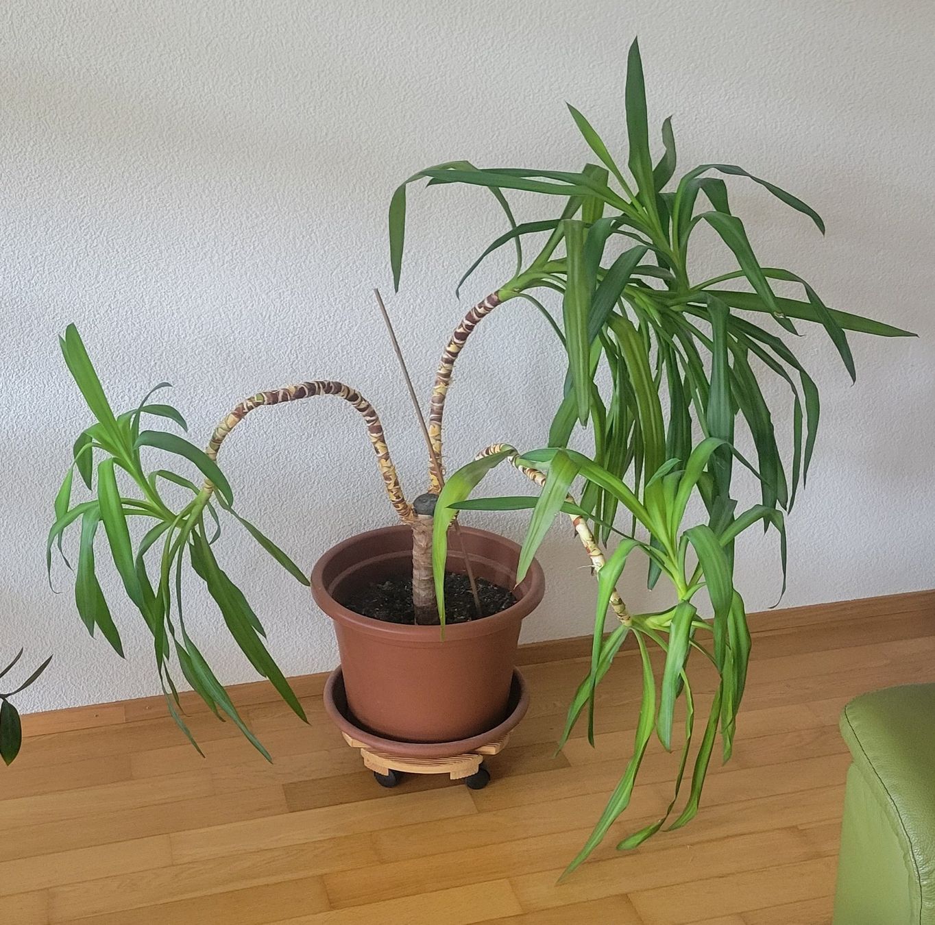 Piante & sementi: Yucca Pflanze – Usato da Bern venduto da nobano