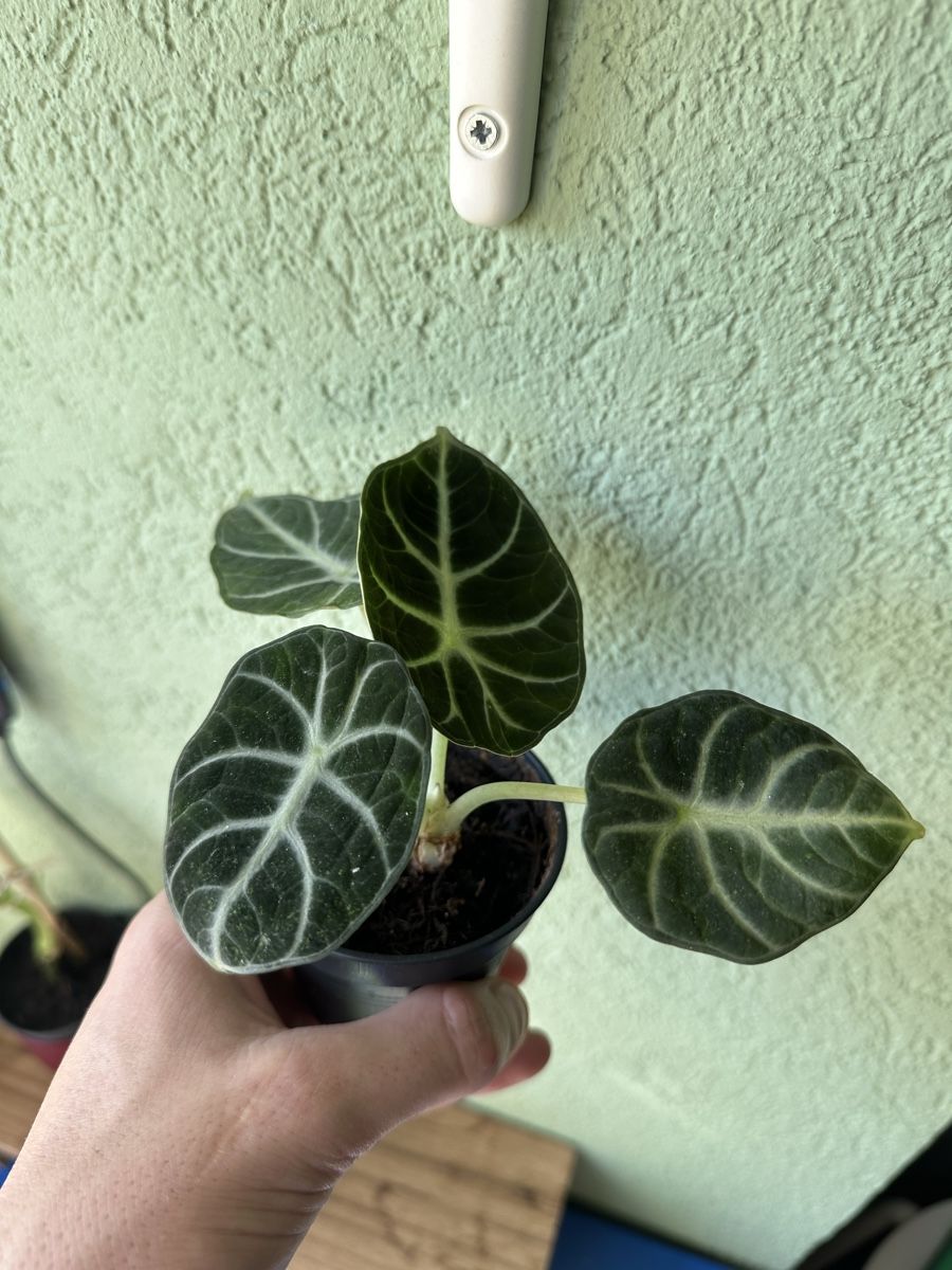 Pflanzen & Samen: Alocasia reginula  – Neu (gemäss Beschreibung) aus st-prex von davdav1597