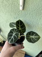 Alocasia reginula 