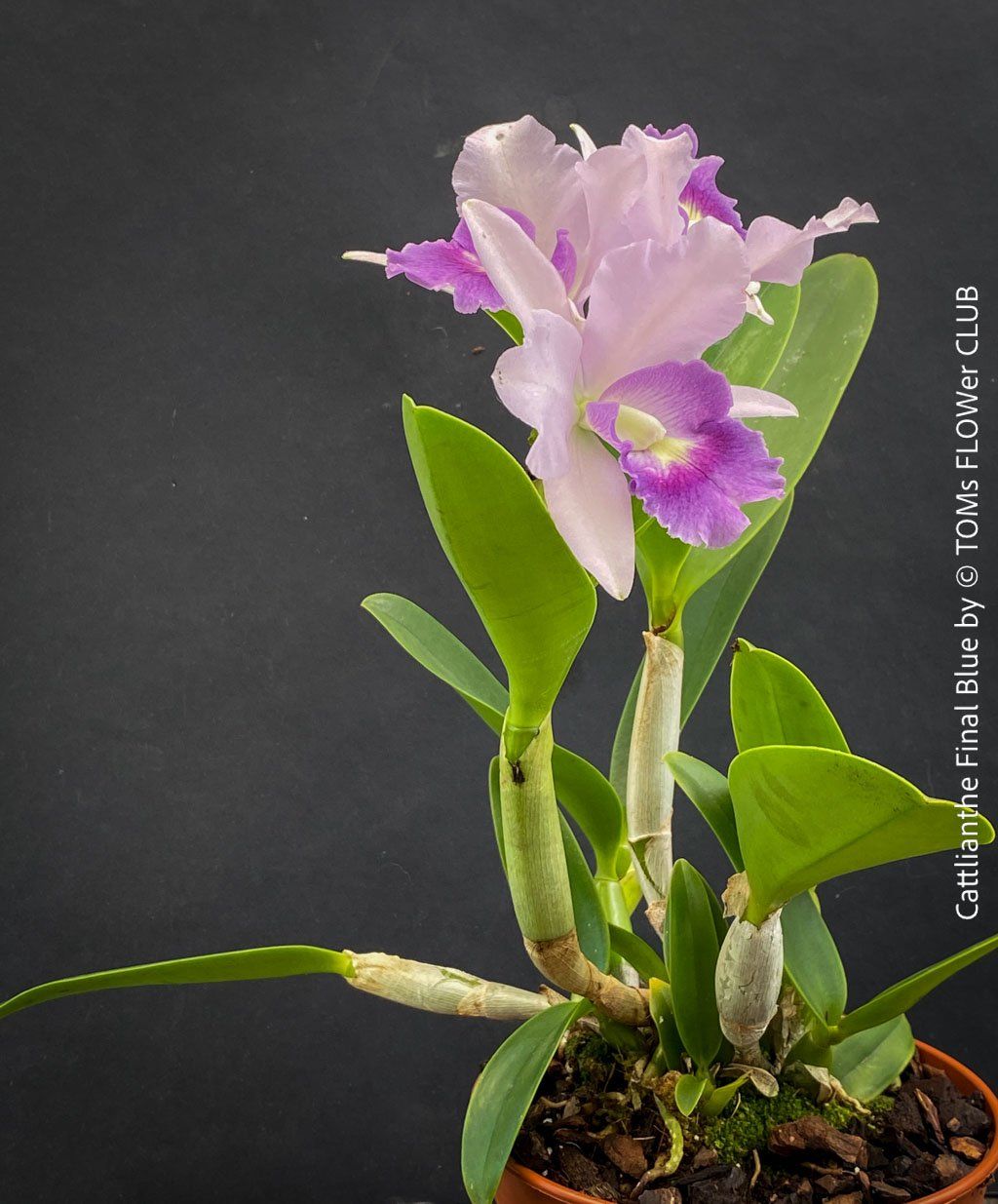 Piante & sementi: Cattlianthe Final Blue - magisch duftende Blau-Cattleya – Nuovo e nell'imballaggio originale da Adliswil venduto da TAKEYOURPLANT 8