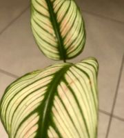 Zierpflanze Zimmer Pflanze 30 cm ↕️ “CALATHEA WHITESTAR ”