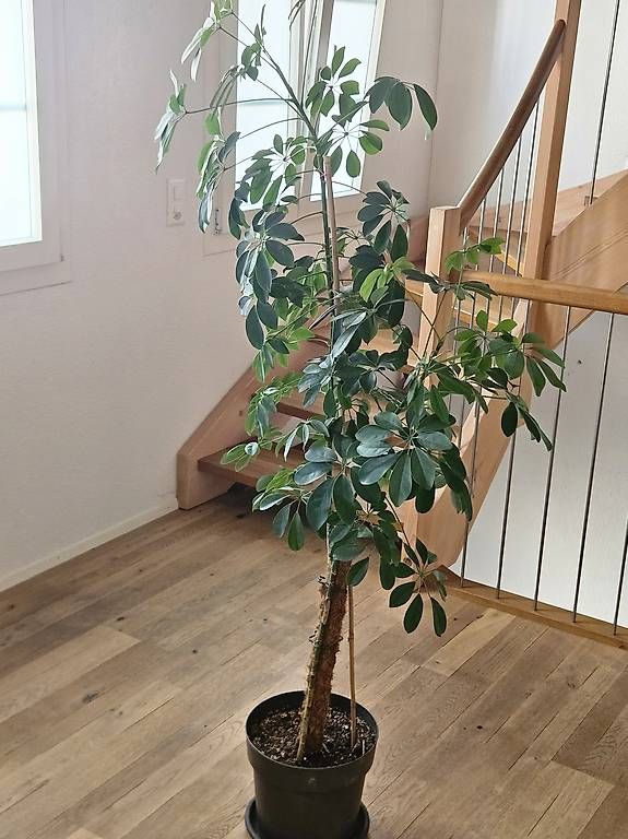 Plantes & graines: Schefflera Pflanze  – D'occasion à Mettmenstetten par noe_n 1