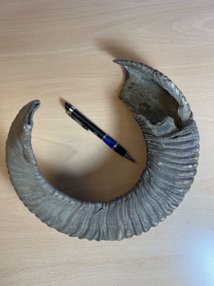 Sonstiges zum Sammeln & Seltenes: Mufflon Horn Geweih – Gebraucht aus Vaduz von hirschjager 1