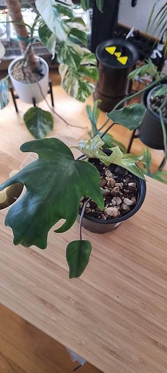 Piante & sementi: Philodendron Elegans – Nuovo e nell'imballaggio originale da Wallenwil venduto da pet_mz5n 2