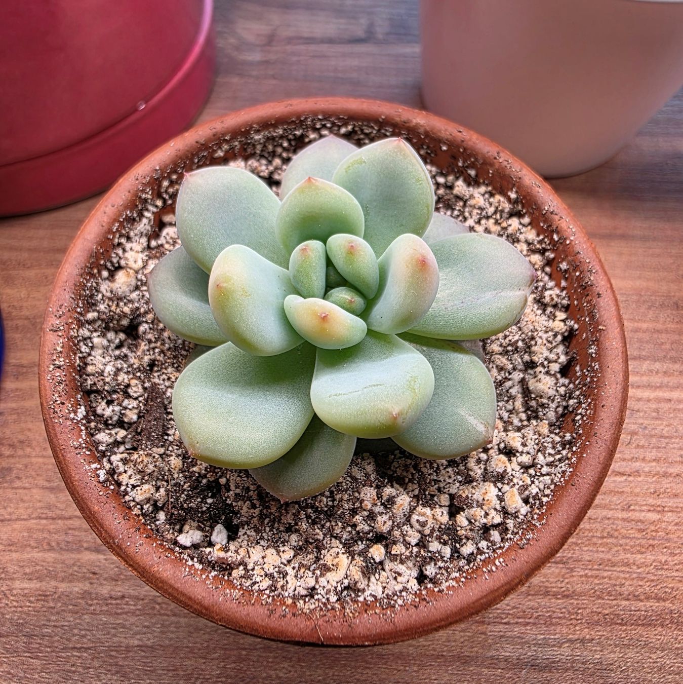 Plantes & graines: Echeveria Monroe hybrid – D'occasion à Winterthur par jar_w2vp
