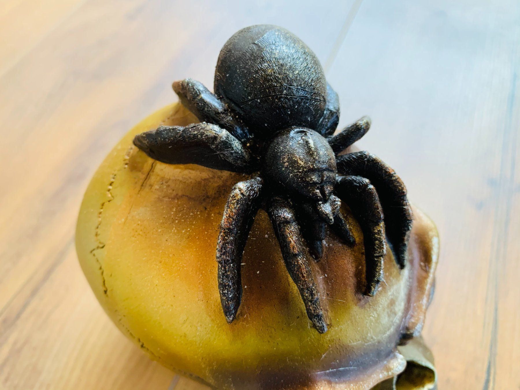 Sculture & Statue: Totenschädel Schädel SKULL Spider 14cm NEU – Nuovo e nell'imballaggio originale da Bergdietikon venduto da shopAgent 3