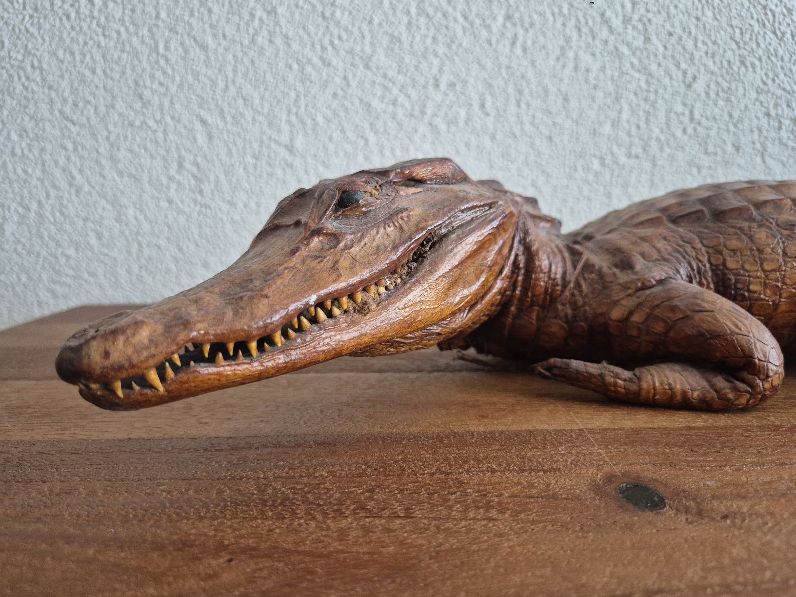Il mondo degli animali: Antikes Ausgestopftes Krokodil 64cm – Usato da Zürich venduto da Dalema13 1