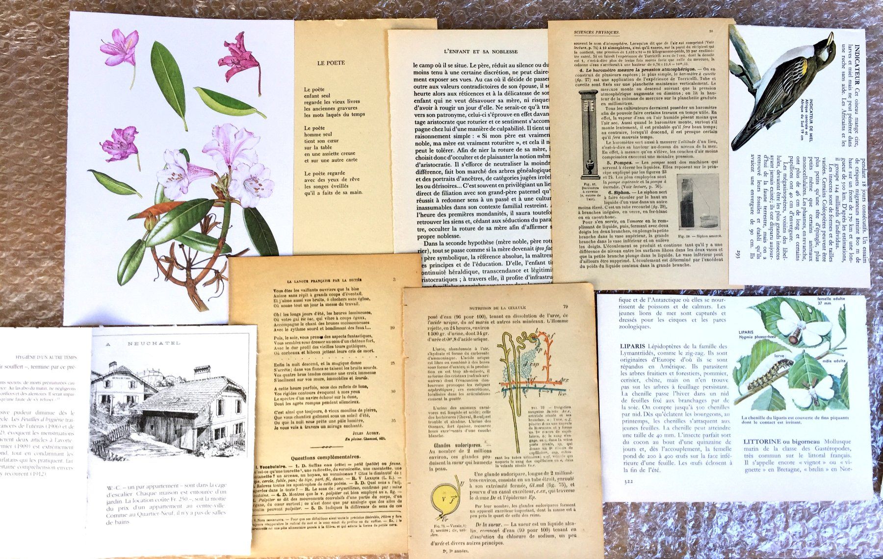 Libri: ephemera 8/papier collage bastelpapier scrapbooking +Versand – Usato da Pully venduto da websurfer1 7