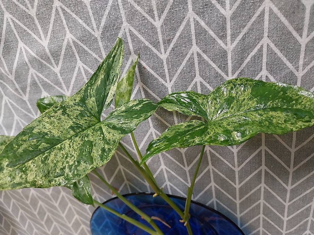 Piante & sementi: Purpurtute 'Mottled' Syngonium podophyllum 'Mottled' – Usato da Schwaderloch venduto da bademeister79 2