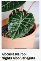 Alocasia Nairobi Nights Rhizom