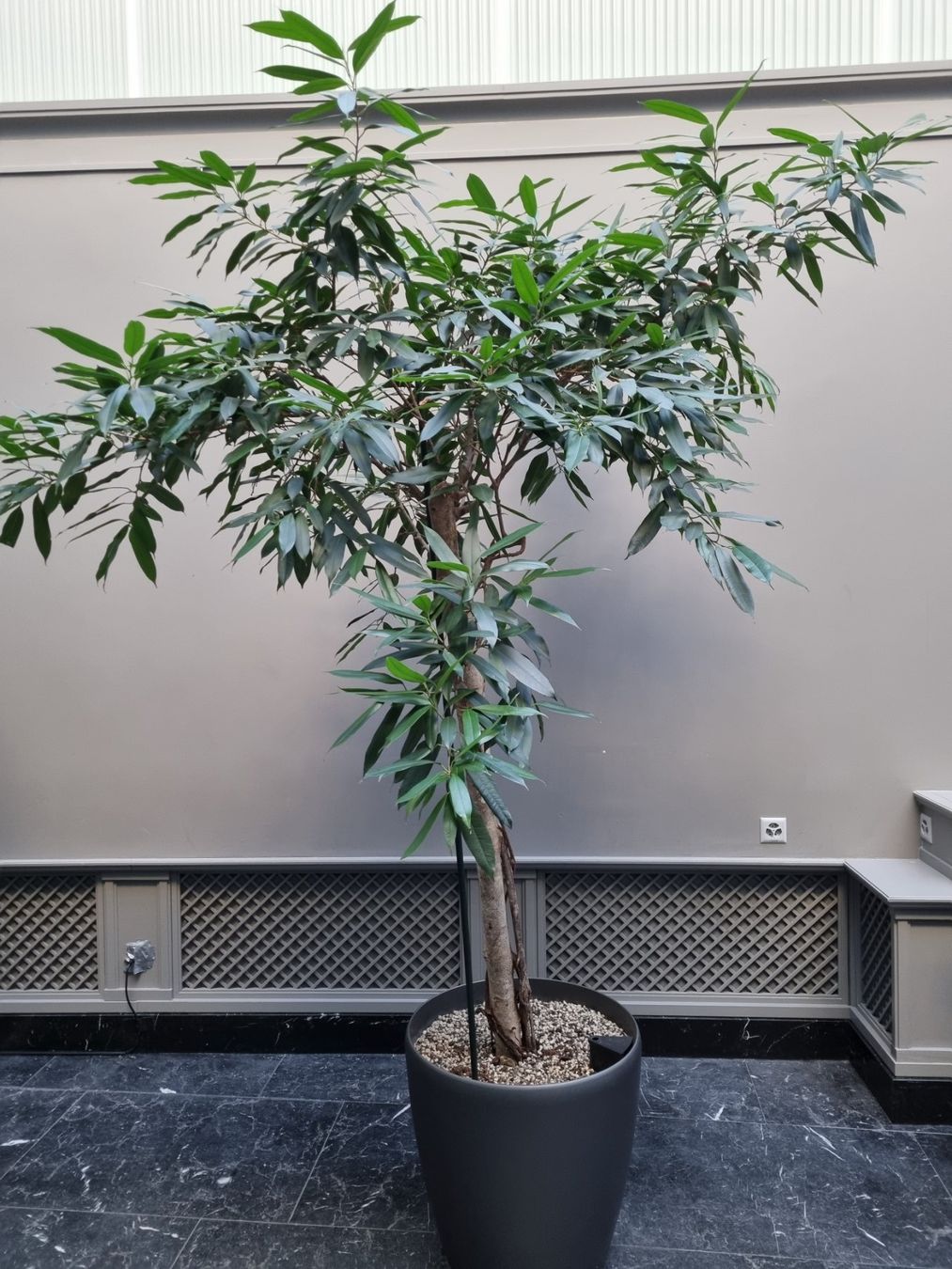 Pflanzen & Samen: Ficus 'Amstel King' ! SPEZIALPREIS ! – Gebraucht aus Bern von porcini80
