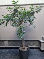 Ficus binnendijckii 'Amstel King' Stamm