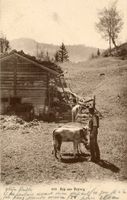 Brünig  BE  -   ALP am BRÜNIG    Kühe     um  1 9 0 5