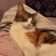 Profile image of strowo