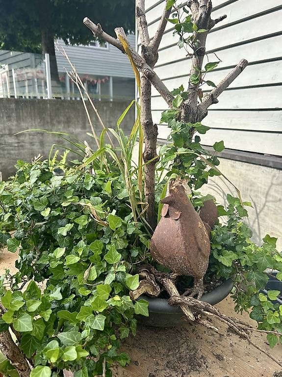 Plantes & graines: Efeu – Neuf avec emballage d'origine à Frauenfeld par Irene.Schuppli