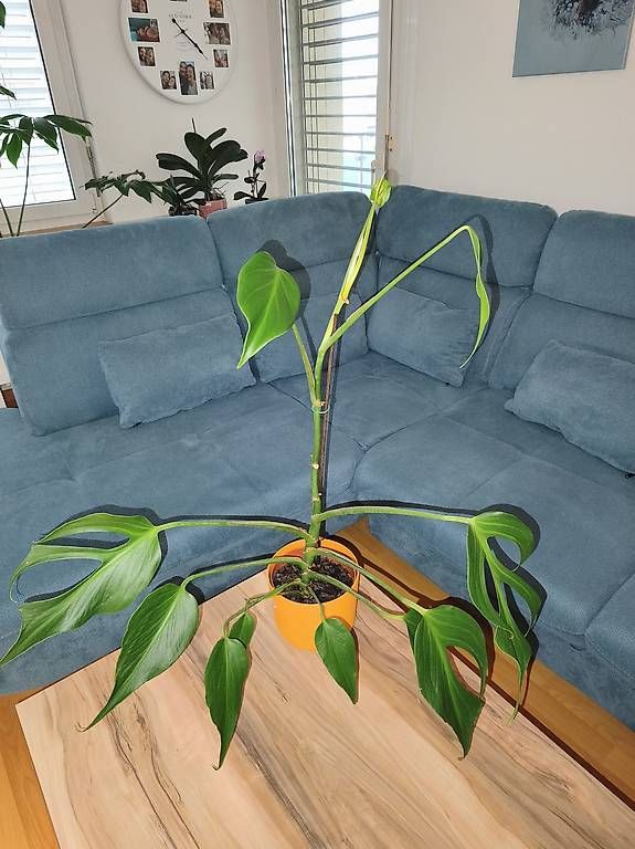 Piante & sementi: Monstera burle marx flame – Usato da Kaisten venduto da lys_zzy8 2
