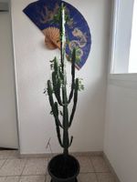 Euphorbia Kakteen 🌵 Zimmerpflanze 👍🏼 0767-742642