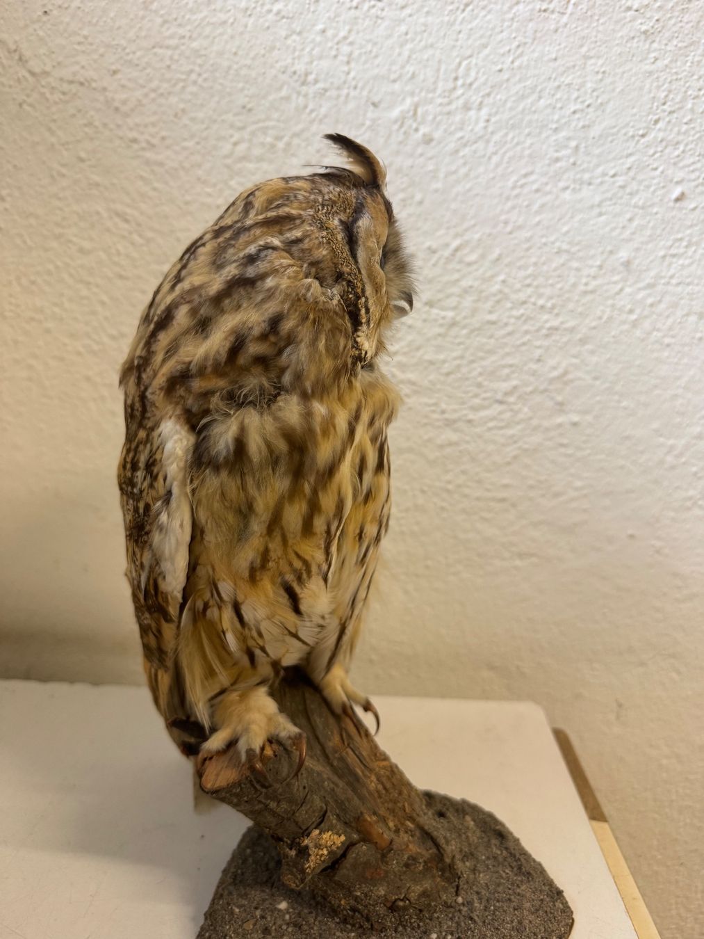 Monde des animaux: Waldohreule ausgestopft / Asio otus – D'occasion à zürich par goldklumpen 4