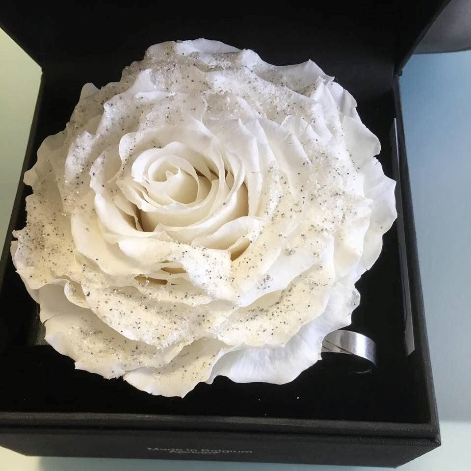 Tutte le decorazioni: Restposten Premium Deko-Rosen 6 Stk – Nuovo e nell'imballaggio originale da Seewen SZ venduto da pakosshop 2