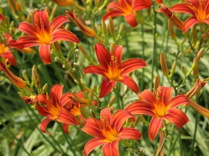 Pflanzen & Samen: Taglilien rhizome – Neu (gemäss Beschreibung) aus Ibach von chaemilochhobbygarte 1