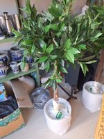 Künstlicher Lorbeerbaum Kunstpflanze 120 cm