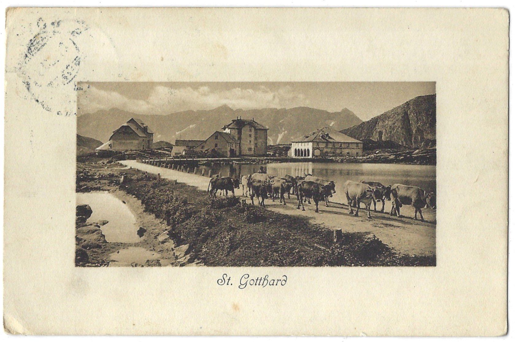 Cartoline postali: St.  Gotthard  mit Kühen auf der Strasse – Usato da Bütschwil venduto da Jackson1A