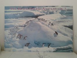 Poster "We have saved Antarctica" von Bruno J. Zehnder