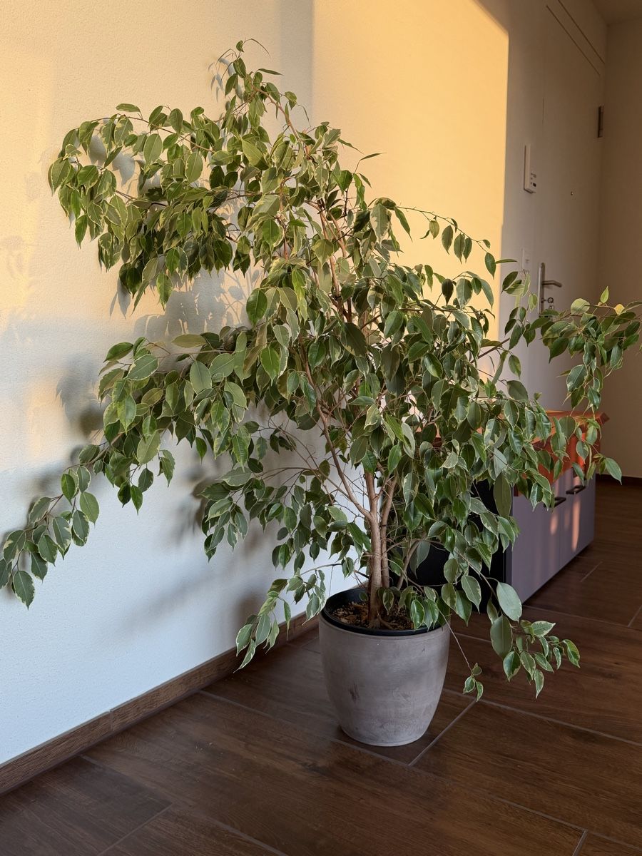 Plantes & graines: Birkenfeige – D'occasion à Rudolfstetten par amy_f7tf 2