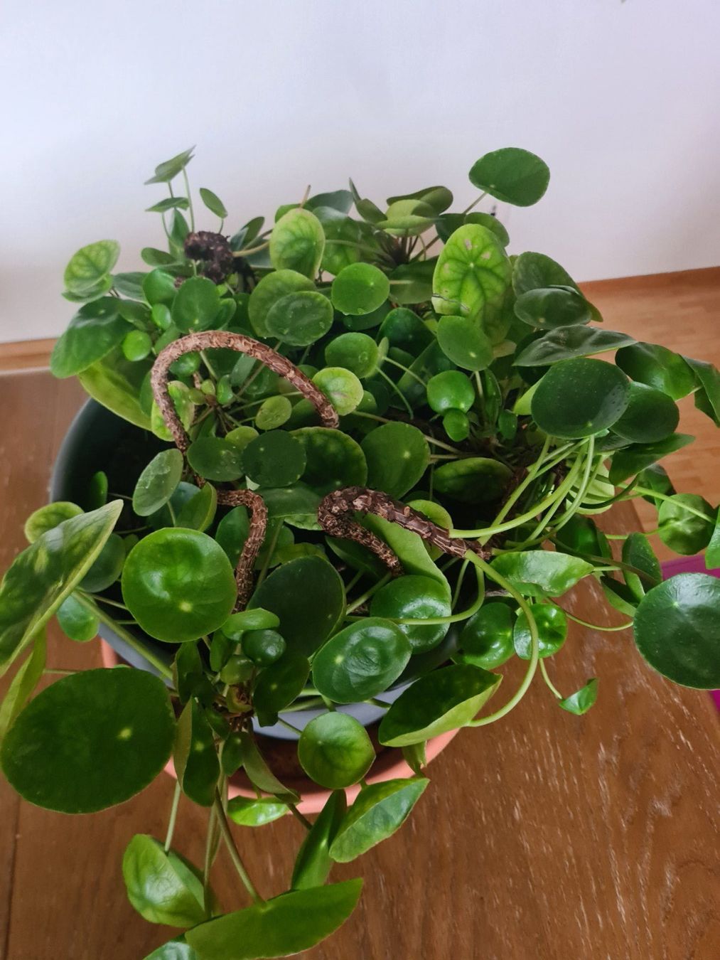 grosse Ufopflanze, Chinesischer Geldbaum, Pilea peperomio (Gebraucht) in  Winterthur fr CHF 22  nur Abholung auf Ricardo kaufen