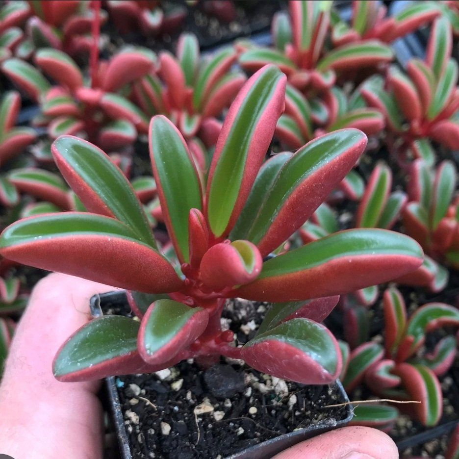 Piante & sementi: Peperomia graveolens 'Ruby' 🌿 – Nuovo (secondo la descrizione) da Zürich venduto da The_Plant_Wizard 1