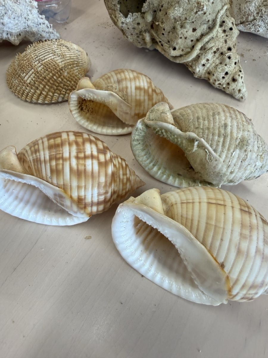 Tutte le decorazioni: Echte grosse Muscheln  – Usato da Zuzwil SG venduto da Pomy 5