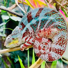 Profile image of Aleeke