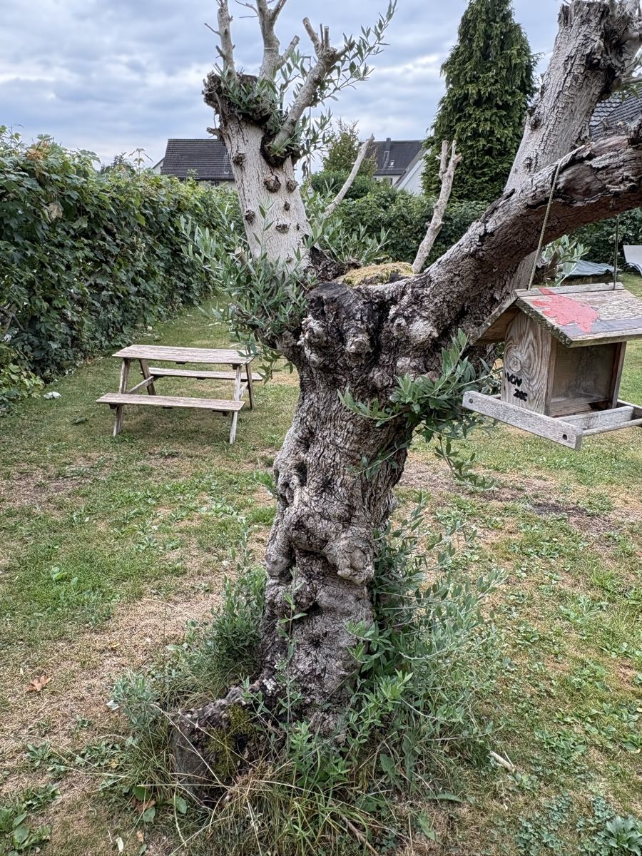 Pflanzen & Samen: Olivenbaum ca. 25 Jährig – Gebraucht aus Lenggenwil von xo.xo 3
