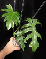 🌞 PHILODENDRON RADIATUM GESUNDE JUNGPFLANZE IN MINERALMIX