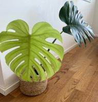 Monstera Deliciosa🤩