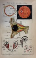 Chromolitho um 1895 - Medizin, Das Auge des Menschen