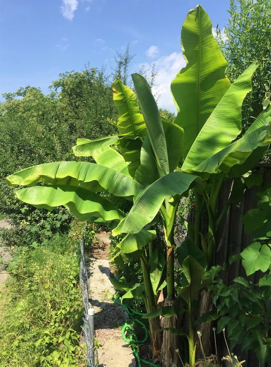 Winterharte Banane Musa basjoo gross Kaufen auf Ricardo