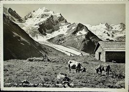 PONTRESINA Alp im Rosegtal - Kühe