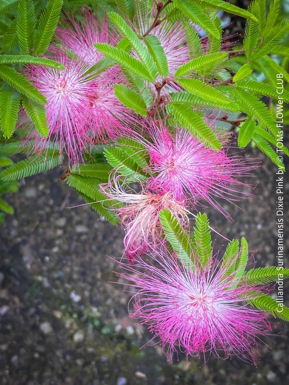 Piante & sementi: Calliandra Surinamensis Dixie Pink - sehr stark duftend – Nuovo e nell'imballaggio originale da Adliswil venduto da astom369 8