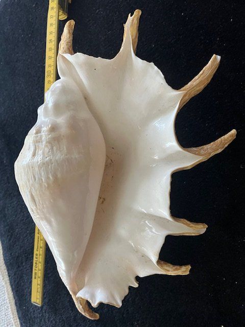 Fossili: wunderschöner  Südsee Muschel – Usato da Romanshorn venduto da Knut4 1