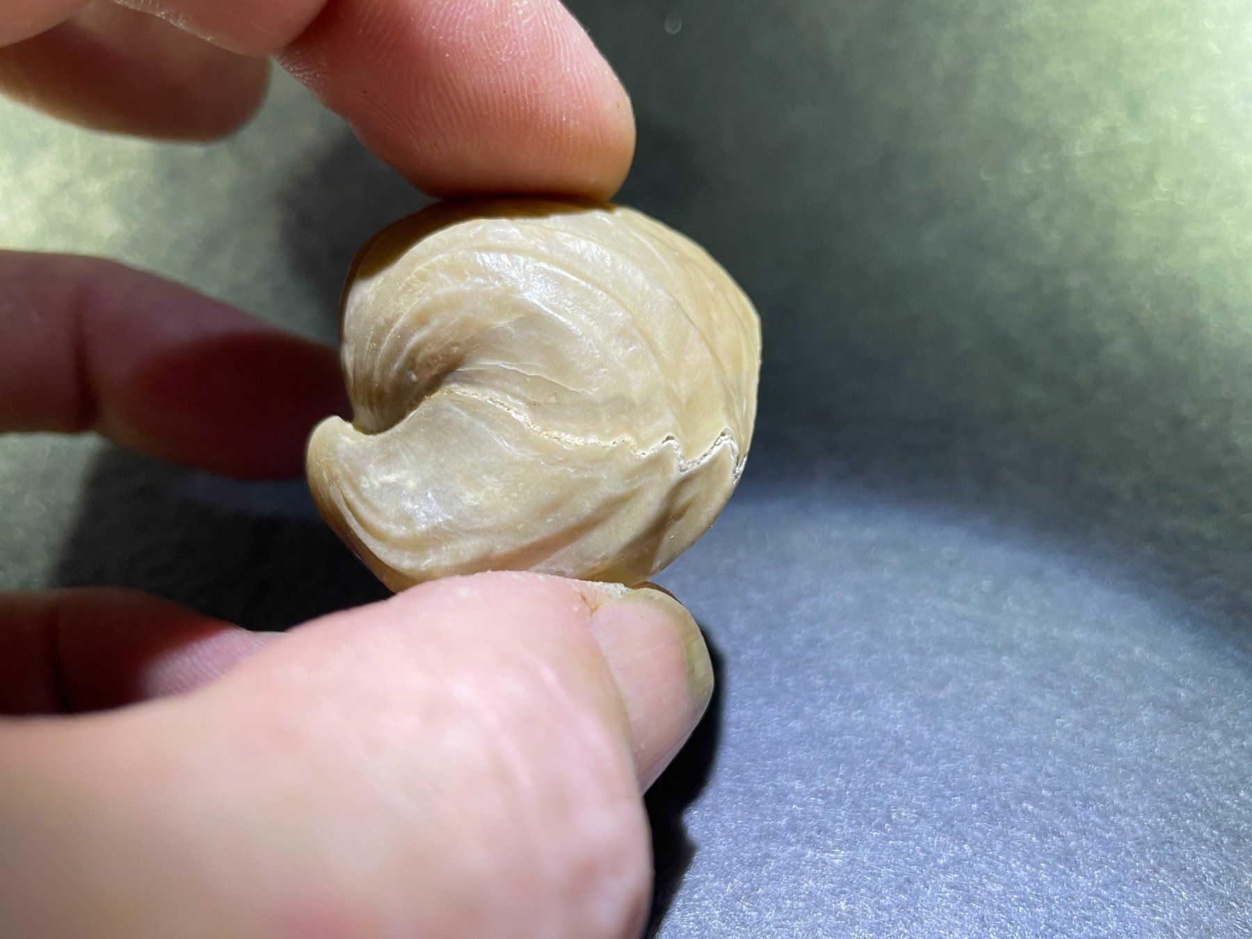 Fossilien: Fossile de Brachiopode - beau et grand – Neu (gemäss Beschreibung) aus Cernier von Gemy_Jam 5