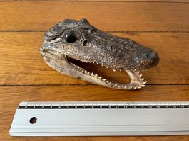 Taxidermie tête de crocodile