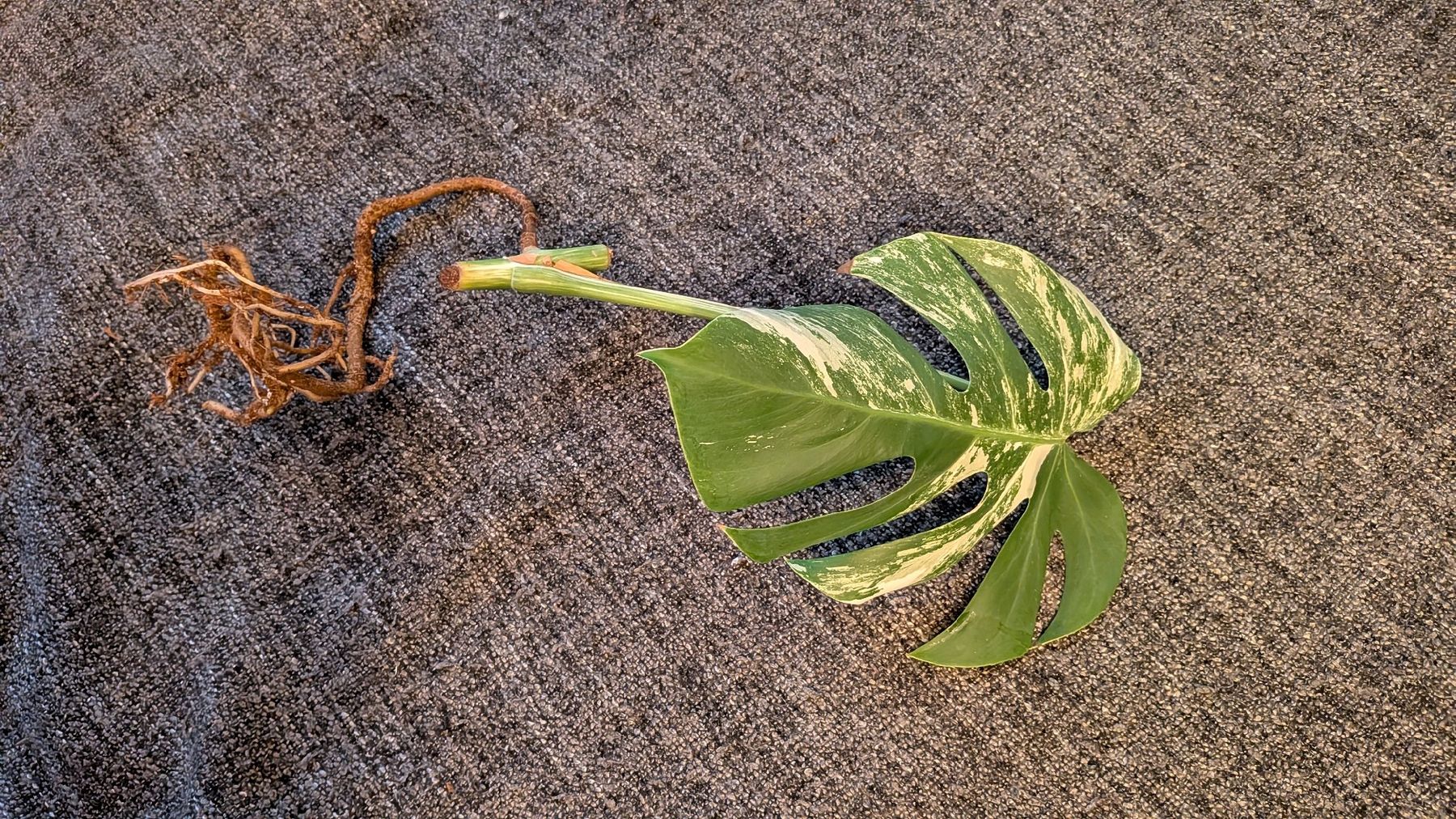 Piante & sementi: Monstera Deliciosa Variegata Steckling – Usato da Altbüron venduto da luc_b7f5