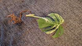 Monstera Deliciosa Variegata Steckling