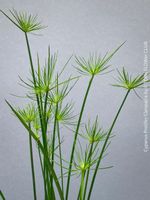 Cyperus Prolifer ‘Cleopatra’ - Zwergpapyrus im Glas