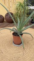 Aloe Vera Pflanze im Kunststofftopf guter Zustand