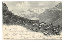 Alp Languard (GR) ob Pontresina - Engadin - Kühe - 1902